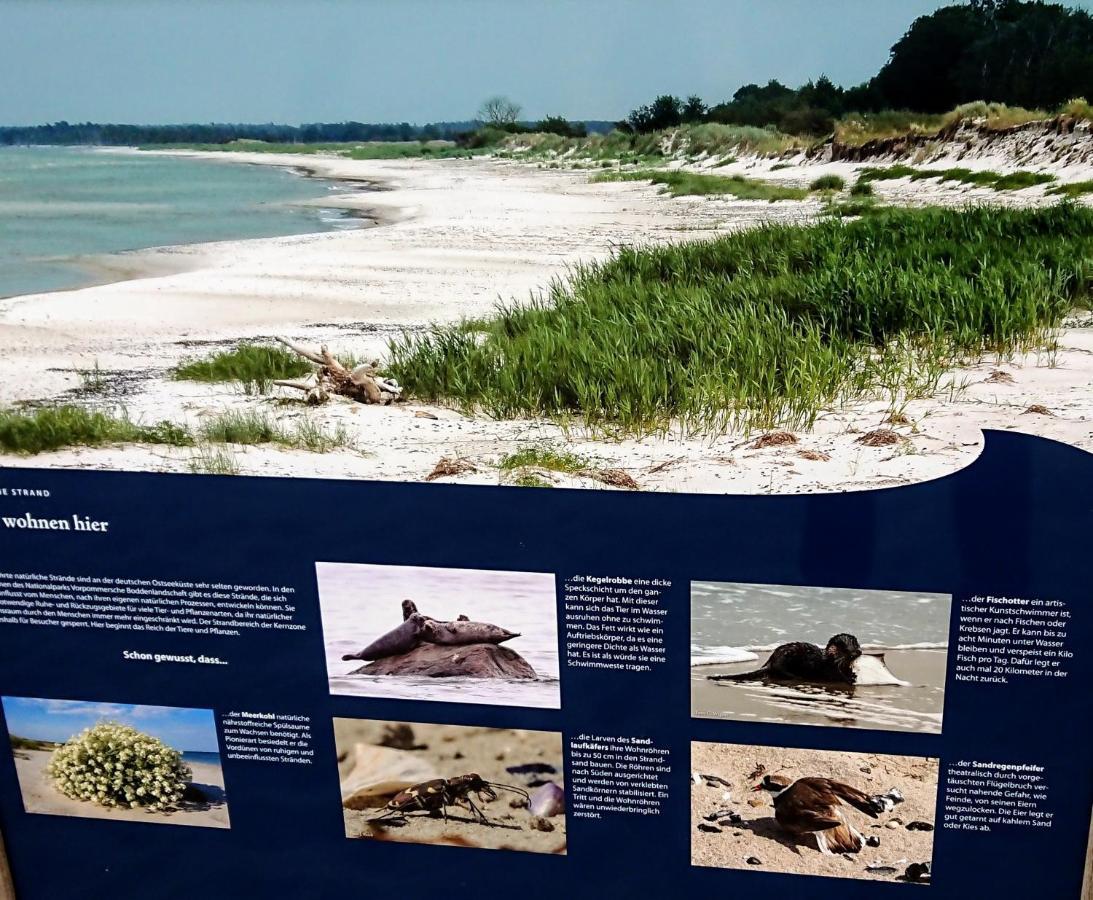 Ferienwohnung "Juliette" Zingst Exteriör bild